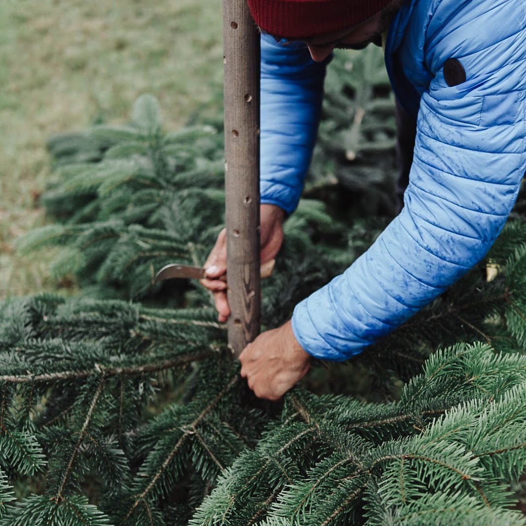 Alternatives to the Christmas tree